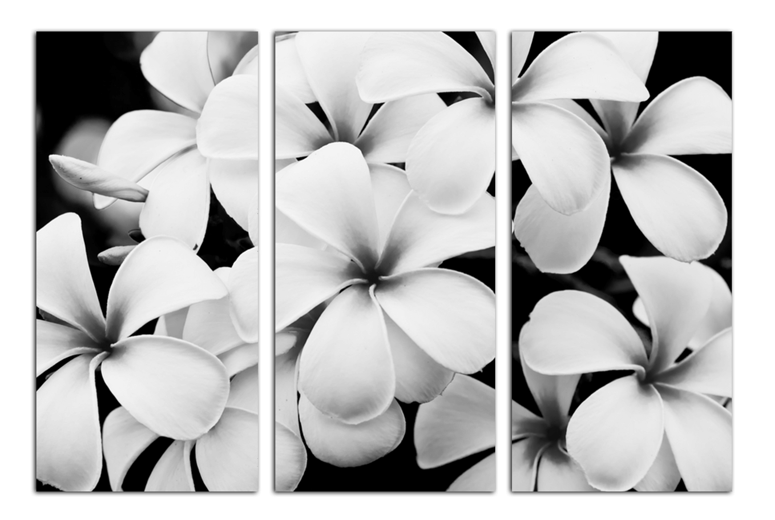 2 black white 3. Черно-белый цветок. Белые цветы. Цветы чёрно белые. Черно белый цвет.